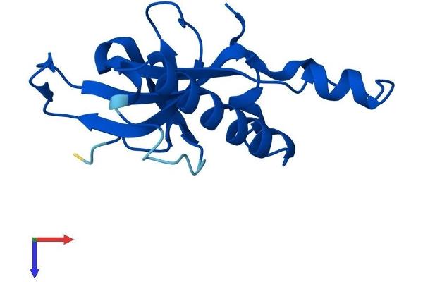 RPL27 Protein (AA 1-136) (His tag)