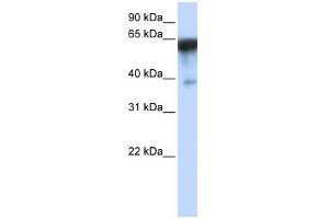 KIRREL antibody used at 1 ug/ml to detect target protein. (KIRREL Antikörper)