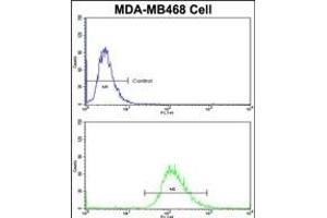 Flow cytometric analysis of MDA-M cells using SCFD1 Antibody (C-term)(bottom histogram) compared to a negative control cell (top histogram)FITC-conjugated goat-anti-rabbit secondary antibodies were used for the analysis. (SCFD1 Antikörper  (C-Term))