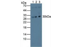 Figure. (MAPRE1 Antikörper  (AA 2-268))