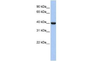 Western Blotting (WB) image for anti-Guanine Nucleotide Binding Protein (G Protein), alpha Inhibiting Activity Polypeptide 2 (GNAI2) antibody (ABIN2459790) (GNAI2 Antikörper)