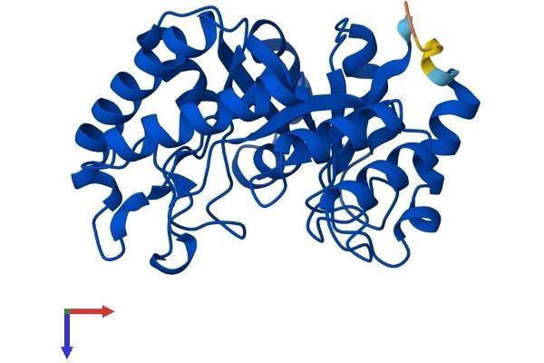 HYI Protein (AA 1-277) (His tag)