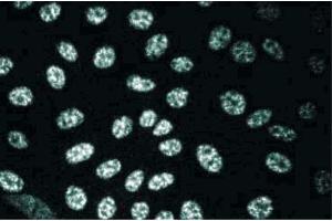 MDCK (SLU7 Antikörper  (AA 457-570))
