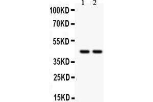 Western Blotting (WB) image for anti-Runt-Related Transcription Factor 3 (RUNX3) (AA 128-270) antibody (ABIN3043429) (RUNX3 Antikörper  (AA 128-270))