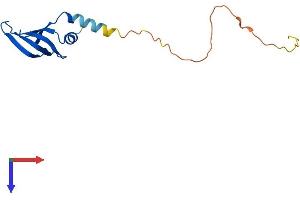 LSM4 Protein (AA 1-137) (His tag)