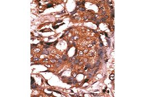 Immunohistochemistry (IHC) image for anti-Guanylate Cyclase 1 Soluble Subunit Alpha (GUCY1A1) antibody (ABIN3003008) (GUCY1A1 Antikörper)