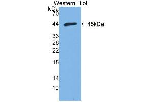 Western blot analysis of the recombinant protein. (HMCN1 Antikörper  (AA 22-153))