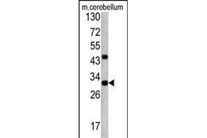 Western blot analysis of ZWINT antibody (Center) (ABIN390639 and ABIN2840941) in mouse cerebellum tissue lysates (35 μg/lane). (ZWINT Antikörper  (AA 59-88))