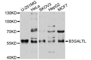 Western blot analysis of extracts of various cell lines, using B3GALTL antibody (ABIN5996077) at 1/1000 dilution. (B3GALTL Antikörper)