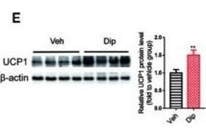 Western Blotting (WB) image for anti-Uncoupling Protein 1 (Mitochondrial, Proton Carrier) (UCP1) (AA 1-307) antibody (ABIN6149883)