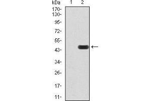 Western blot analysis using HDAC4 mAb against HEK293 (1) and HDAC4 (AA: 456-592)-hIgGFc transfected HEK293 (2) cell lysate.