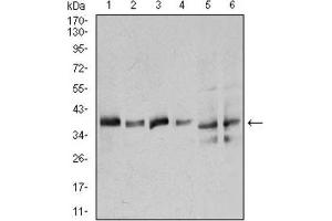 Western Blotting (WB) image for anti-Annexin A1 (ANXA1) (AA 144-248) antibody (ABIN1842825) (Annexin a1 Antikörper  (AA 144-248))