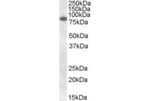 Western Blotting (WB) image for anti-Cytochrome B-245, beta Polypeptide (CYBB) (Internal Region) antibody (ABIN2464149) (CYBB Antikörper  (Internal Region))
