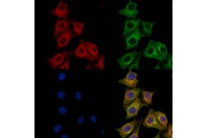 ABIN7094769 and ABIN7098820 staining HepG2 cells by IF/ICC. (PRMT3 Antikörper  (Internal Region))