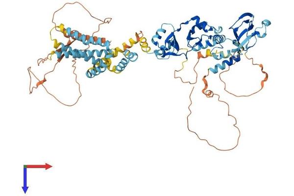 Cyclin M3 Protein (CNNM3) (AA 1-713) (His tag)
