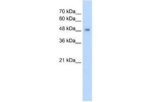CYP2A13 antibody used at 5 ug/ml to detect target protein. (CYP2A13 Antikörper  (C-Term))
