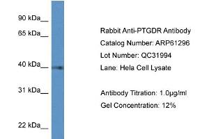 Western Blotting (WB) image for anti-Prostaglandin D2 Receptor (PTGDR) (C-Term) antibody (ABIN2788757) (PTGDR Antikörper  (C-Term))