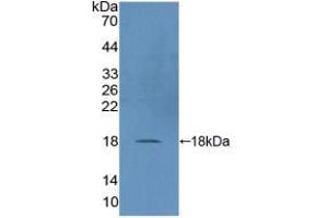 Western blot analysis of recombinant Human DUSP5. (DUSP5 Antikörper  (AA 1-135))