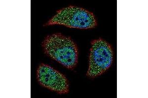 Immunofluorescence (IF) image for anti-BCL2/adenovirus E1B 19kDa Interacting Protein 3-Like (BNIP3L) (AA 59-89), (Middle Region) antibody (ABIN950671)
