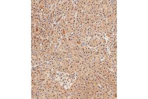 Immunohistochemistry (Paraffin-embedded Sections) (IHC (p)) image for anti-Ubiquitin Conjugation Factor E4 B (UBE4B) (AA 112-142), (N-Term) antibody (ABIN388841)