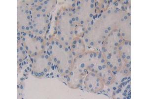 Used in DAB staining on fromalin fixed paraffin- embedded kidney tissue (Secernin 1 Antikörper  (AA 2-414))