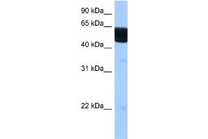WB Suggested Anti-RXRB Antibody Titration:  0.