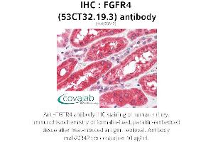 Image no. 1 for anti-Fibroblast Growth Factor Receptor 4 (FGFR4) antibody (ABIN2851987) (FGFR4 Antikörper)