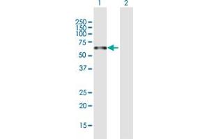 Western Blot analysis of PLEKHO2 expression in transfected 293T cell line by PLEKHO2 MaxPab polyclonal antibody. (PLEKHO2 Antikörper  (AA 1-440))