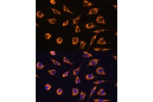 Immunofluorescence analysis of L929 cells using GST antibody (ABIN7267440) at dilution of 1:100. (GSTA3 Antikörper  (AA 1-222))