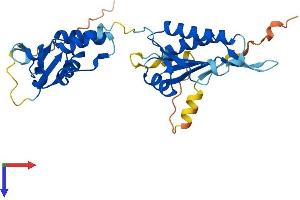 KCTD10 Protein (AA 1-315) (His tag)