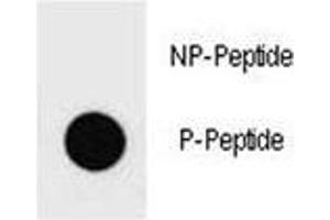 Dot blot analysis of phospho-PTEN antibody. (PTEN Antikörper  (pTyr336))