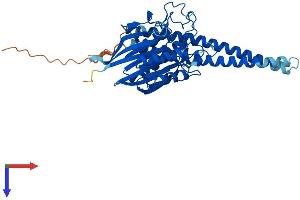 SMPD2 Protein (AA 1-423) (His tag)