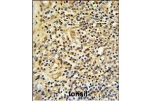 FKBP11 Antibody (C-term) (ABIN652245 and ABIN2841019) IHC analysis in formalin fixed and paraffin embedded human tonsil tissue followed by peroxidase conjugation of the secondary antibody and DAB staining.