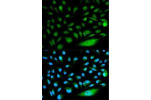 Immunofluorescence (IF) image for anti-SMAD, Mothers Against DPP Homolog 1 (SMAD1) (AA 20-240) antibody (ABIN3021439) (SMAD1 Antikörper  (AA 20-240))