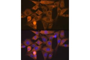 Immunofluorescence analysis of NIH-3T3 cells using NCK11 Rabbit mAb (ABIN7268834) at dilution of 1:100 (40x lens). (NCK1 Antikörper)