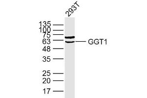 Lane 1: 293T lysates probed with GGT1 Polyclonal Antibody, Unconjugated (bs-2976R) at 1:300 overnight at 4˚C. (GGT1 Antikörper  (AA 351-460))