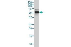 CLK3 monoclonal antibody (M01), clone 1H2 Western Blot analysis of CLK3 expression in Hela S3 NE . (CLK3 Antikörper  (AA 36-136))