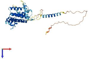 TMEM115 Protein (AA 1-351) (His tag)