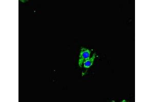 Immunofluorescent analysis of Hela cells using ABIN7161144 at dilution of 1:100 and Alexa Fluor 488-congugated AffiniPure Goat Anti-Rabbit IgG(H+L) (NEO1 Antikörper  (AA 414-682))
