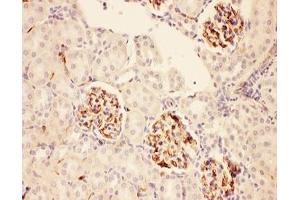 IHC-P: ACTH antibody testing of rat kidney tissue (ACTH Antikörper  (Middle Region))
