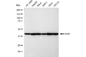 Western blotting analysis using Actin antibody (ABIN7797459).