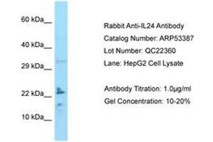 Image no. 1 for anti-Interleukin 24 (IL24) (C-Term) antibody (ABIN6749926) (IL-24 Antikörper  (C-Term))
