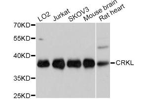 Western blot analysis of extracts of various cell lines, using CRKL Antibody (ABIN5997520) at 1/1000 dilution. (CrkL Antikörper)