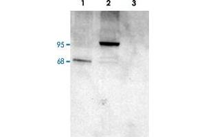 PDE4D polyclonal antibody  staining (1 ug/mL) of COS cell lysates (25 ug protein) : transfected with human PDE4D1 (1), transfected with human PDE4D3 (2), untransfected (3). (PDE4D Antikörper  (C-Term))