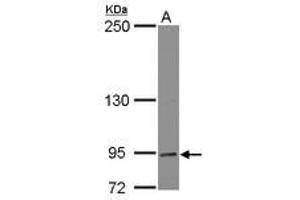 Image no. 1 for anti-Dynamin Binding Protein (DNMBP) (AA 27-236) antibody (ABIN1497874)