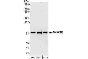 anti-Dynein, Cytoplasmic 1, Intermediate Chain 2 (DYNC1I2) (AA 1-50) antibody