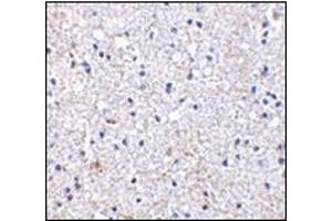 Immunohistochemistry of SCO1 in human brain tissue with this product at 2. (SCO1 Antikörper  (Center))
