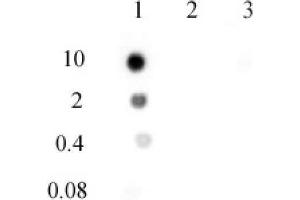 N6-Methyladenosine (m6A) antibody (pAb) tested by DNA dot blot analysis. (N6-Methyladenosine Antikörper)