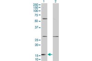 Western Blot analysis of GHRL expression in transfected 293T cell line by GHRL monoclonal antibody (M08), clone 3B8. (Ghrelin Antikörper  (AA 1-117))