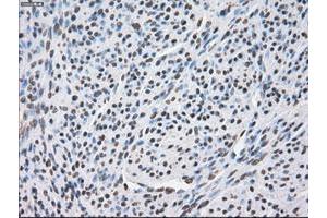 Image no. 7 for anti-P450 (Cytochrome) Oxidoreductase (POR) antibody (ABIN1497743) (POR Antikörper)